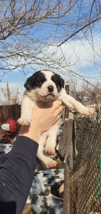 Щенята в добрые руки!