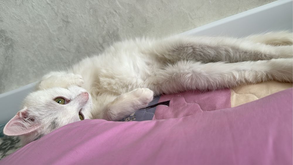 кот 1,5годик отдам в добрые руки