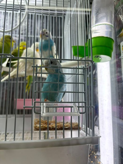 Кореллы волнистые кролики