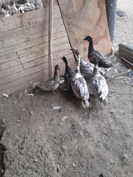 Индоутки лаванда, измуруд, шоколад