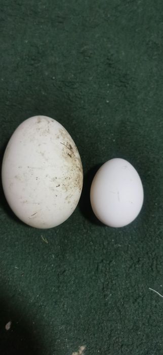 G'ozlar 3 yosh soglom tuxumli