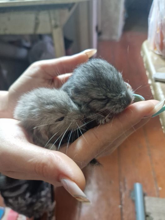 Шиншиллы малыши.