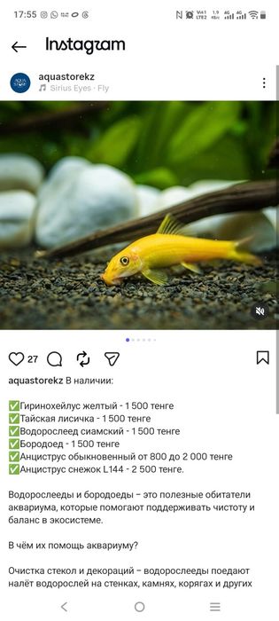 Продам рыбок Гуппи разные так же Антиструсы...
