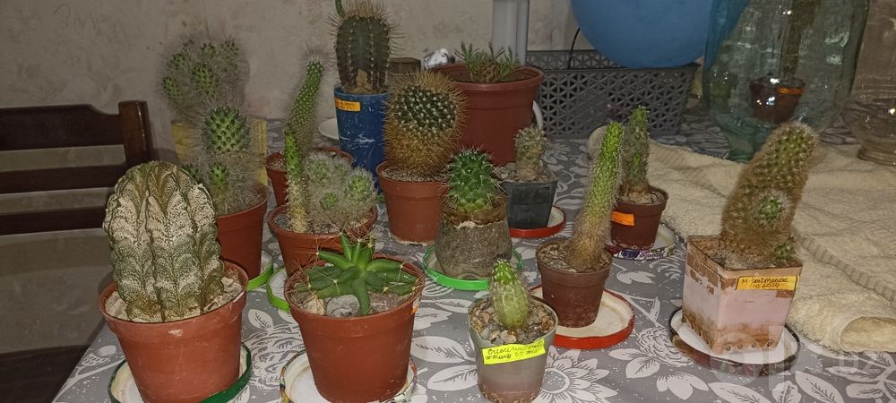 Продаю кактусы разных видов