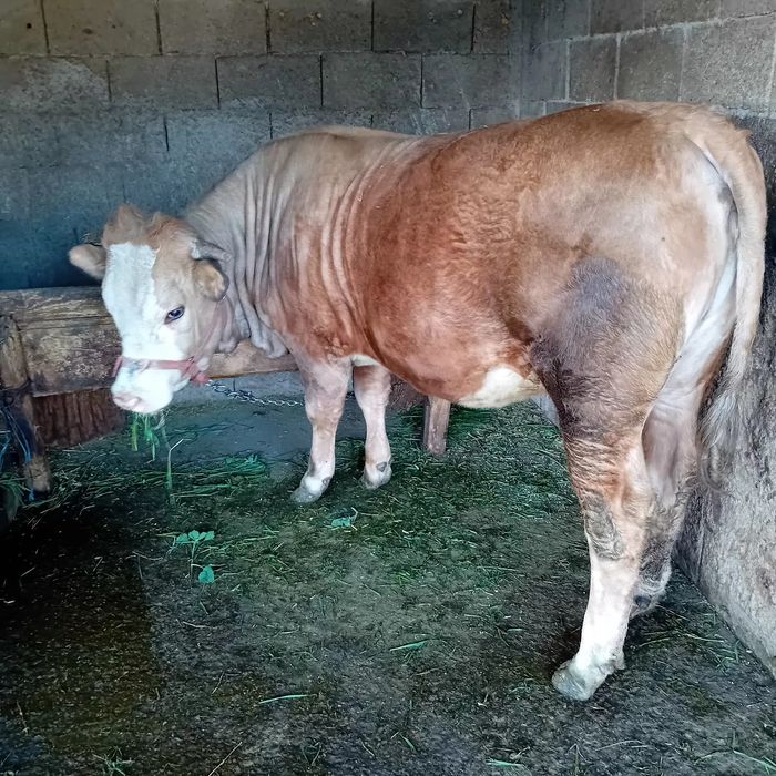 De vânzare negociabil