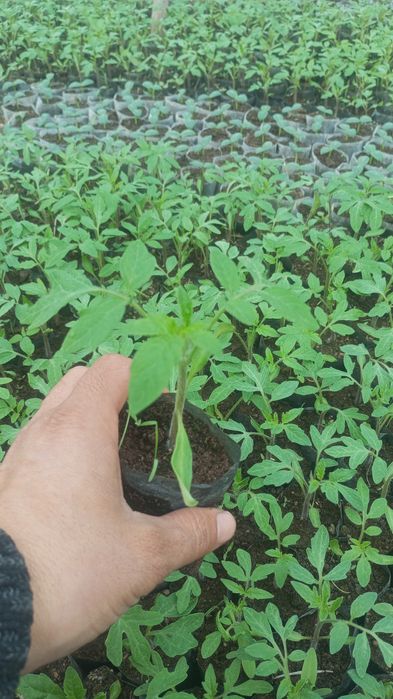 Pomidor bodiring nal sotamiz .