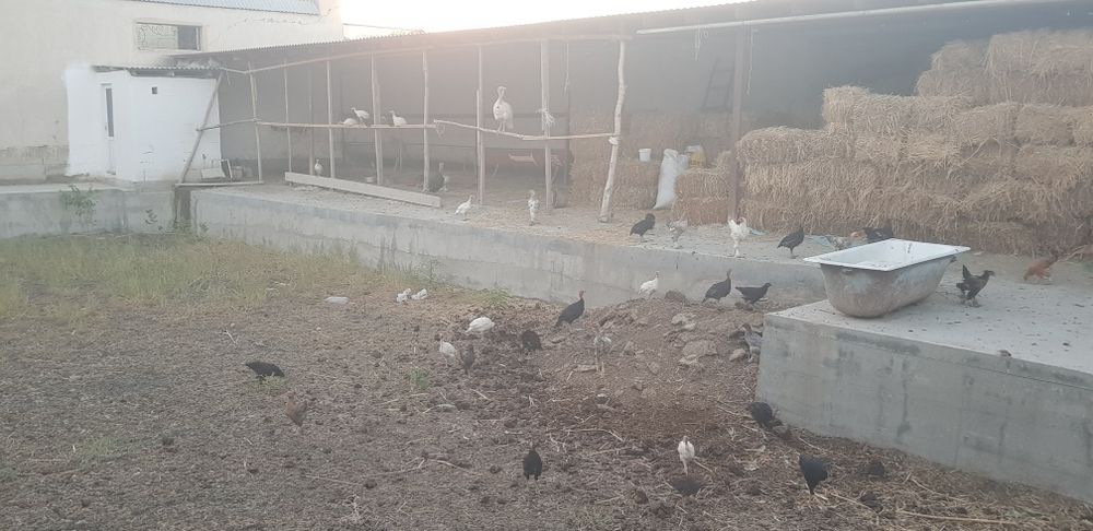 Samsun S8 kurkalar