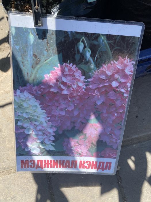 Декороиивные деревья