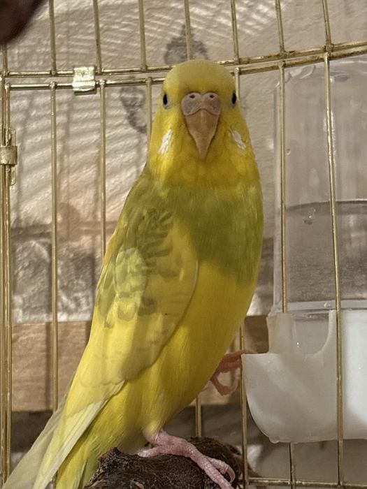 Волнистый попугайчик, девочка