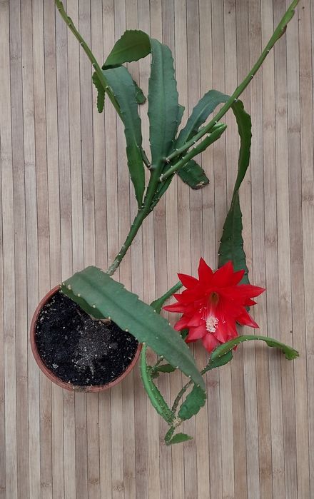 Цъфтящ кактус с красиви цветове