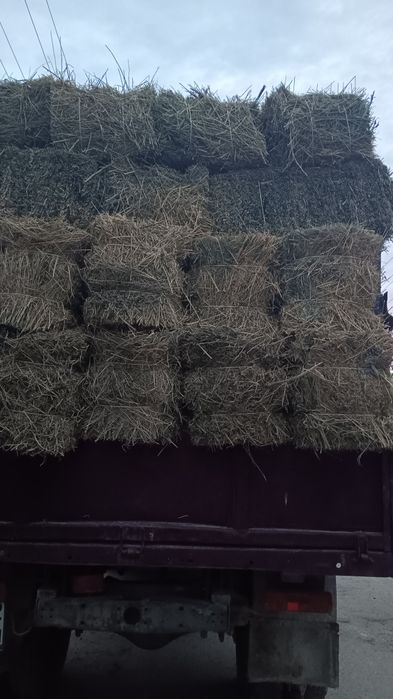 Клевер первый покос