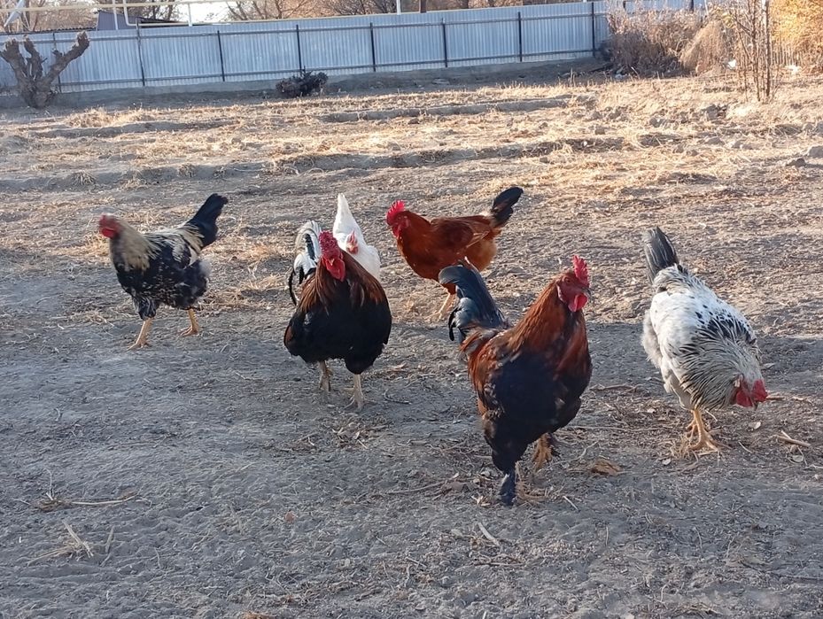 Әтеш сатамын 5000