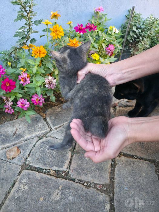 Уникальная девочка котёнок
