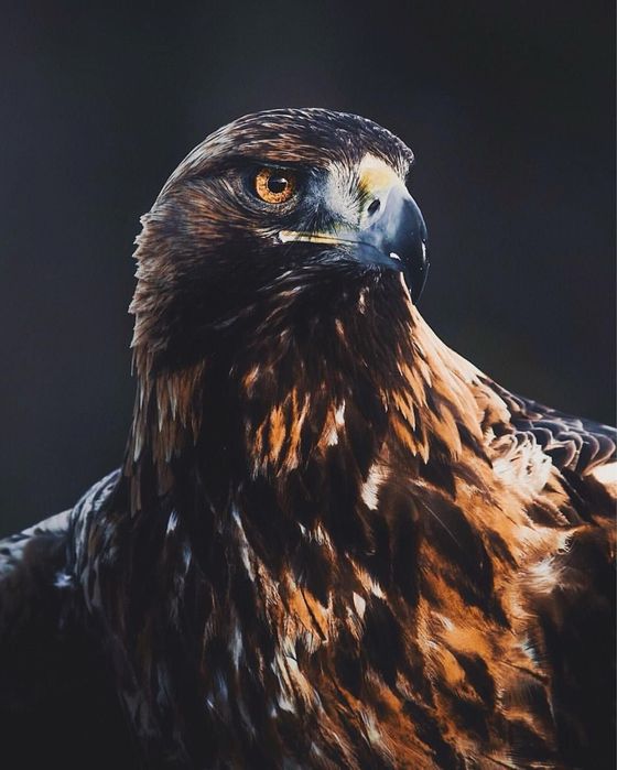 ТОО (охранная деятельность)