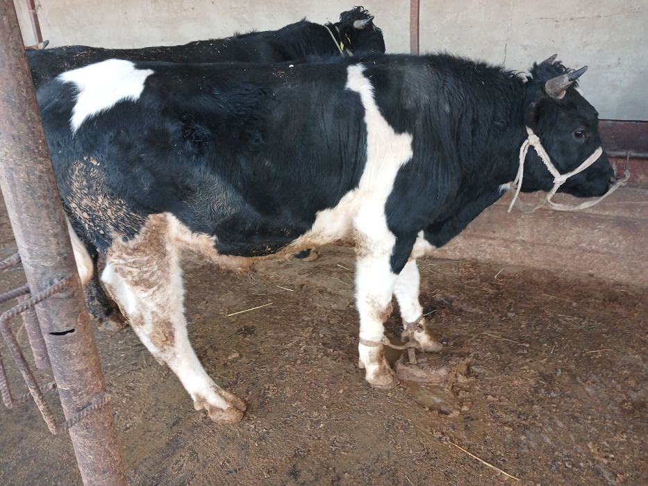 СемізБұхалар.сатылады