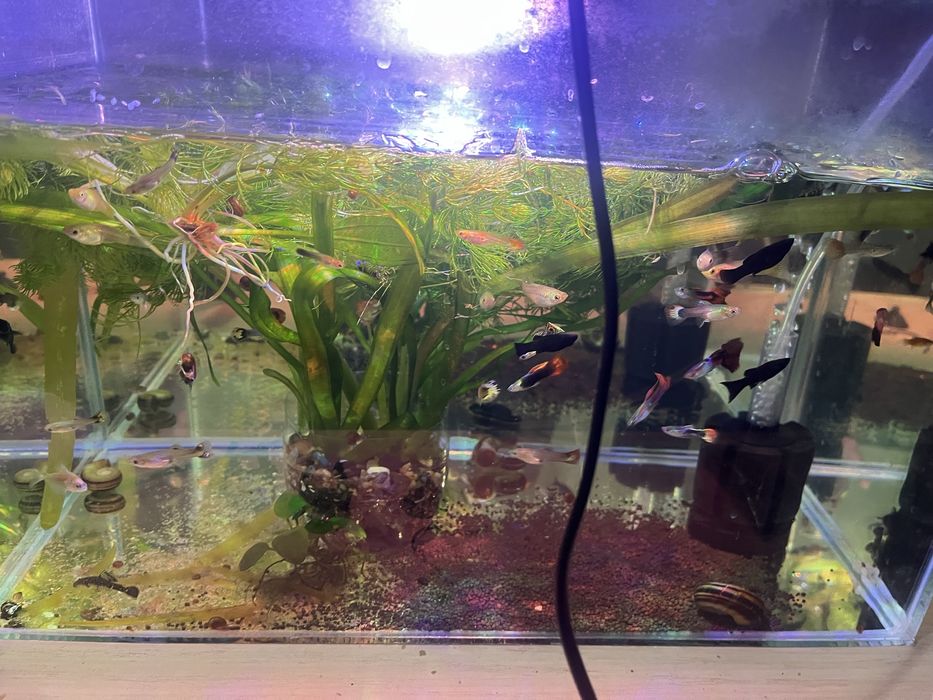 Гуппи продается активные