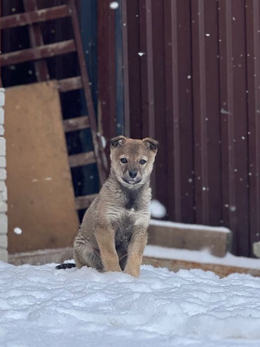 Күшік / щенок девочка