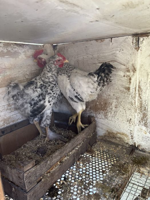 Продам молодых петушков