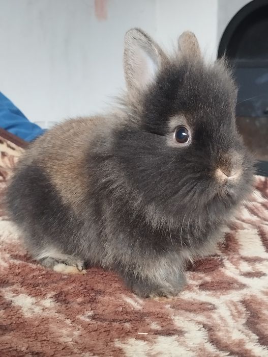 Iepurași pufoși mici și mari