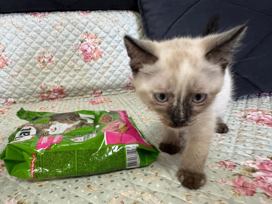 Шотландские вислоухие котята