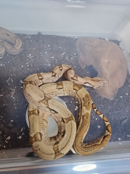 Boa Constrictor Hypo DH 100% vpi Leopard sarpe serpi