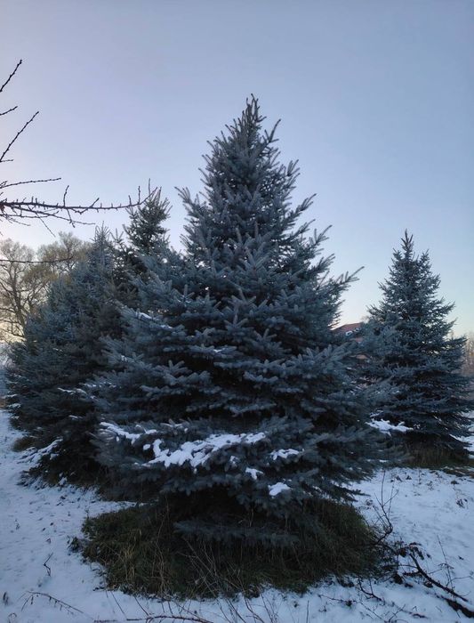 Ели сосны голубые ели