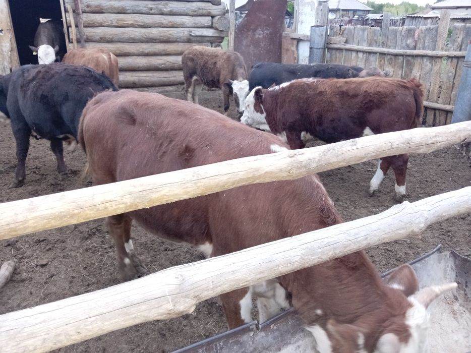Продам бычки на курбан айт