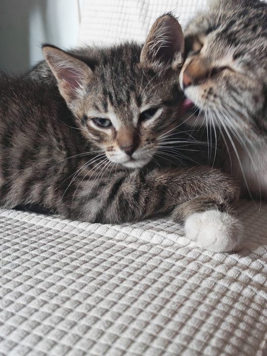 Отдам котят в хорошие руки