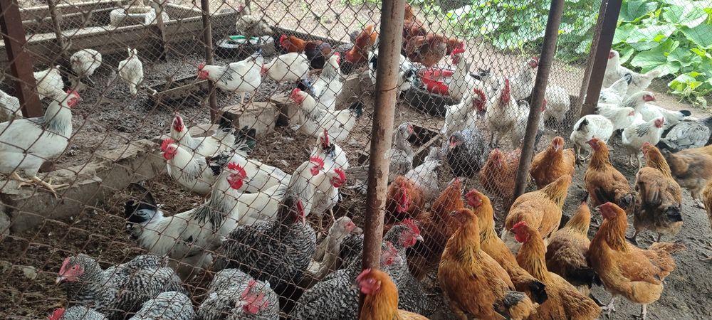 Продам инкубационные яйца