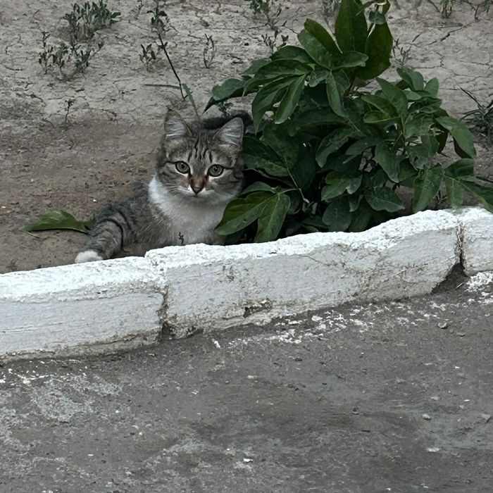 Отдам даром хорошую кошечку