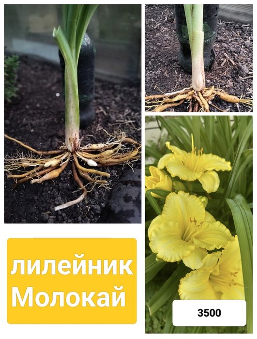 Луковицы лилий и лилейника з сада