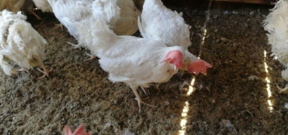 Куры несушки белые леггорн