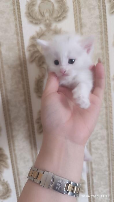 Продаются котята