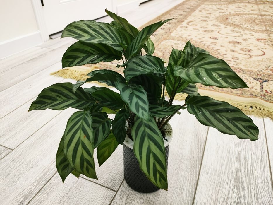 Комнатные растения. доставка