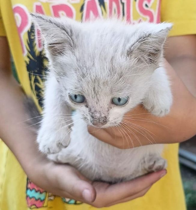 Отдам котят бесплатно