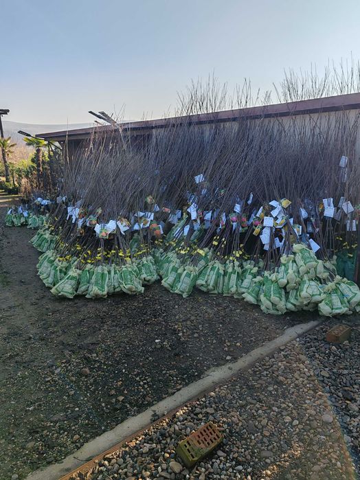 Pomi fructiferi anul 2,3,4 certificați cu rădăcină ambalata