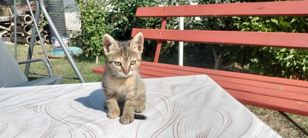 Anunț Adopție Piatra Neamț Puișori Pisică