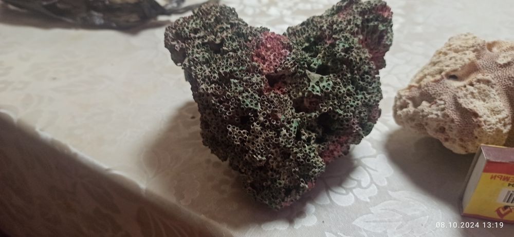 Продам морские кораллы