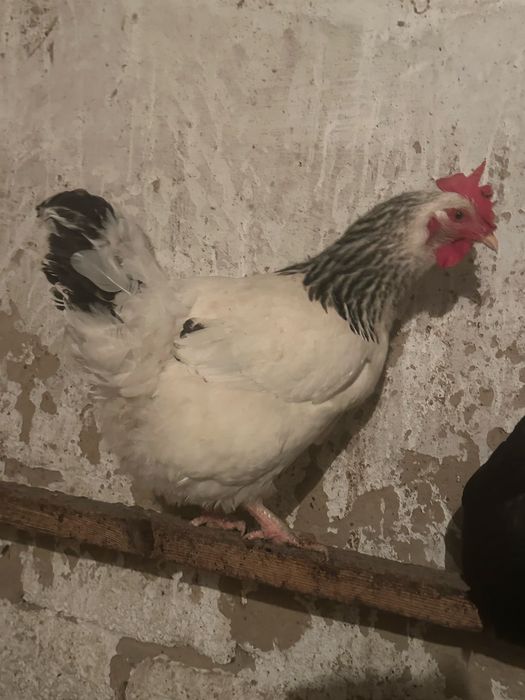 Куры несушки 2 населки