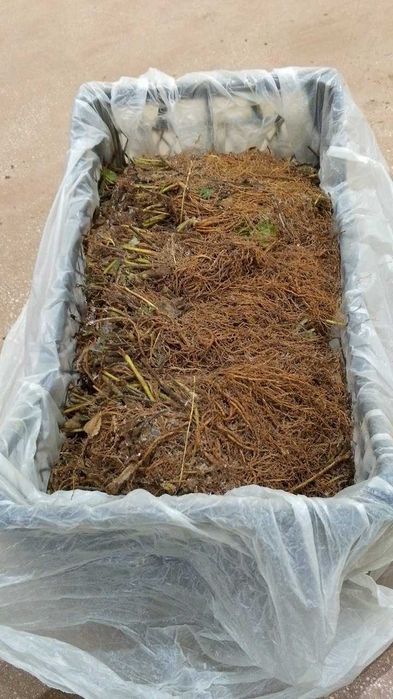 Cabrillo Frigo qulupnay ko‘chati / Рассада клубники Кабрилло Frigo