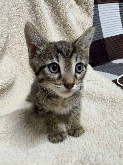 Отдам котят район дворца спорта