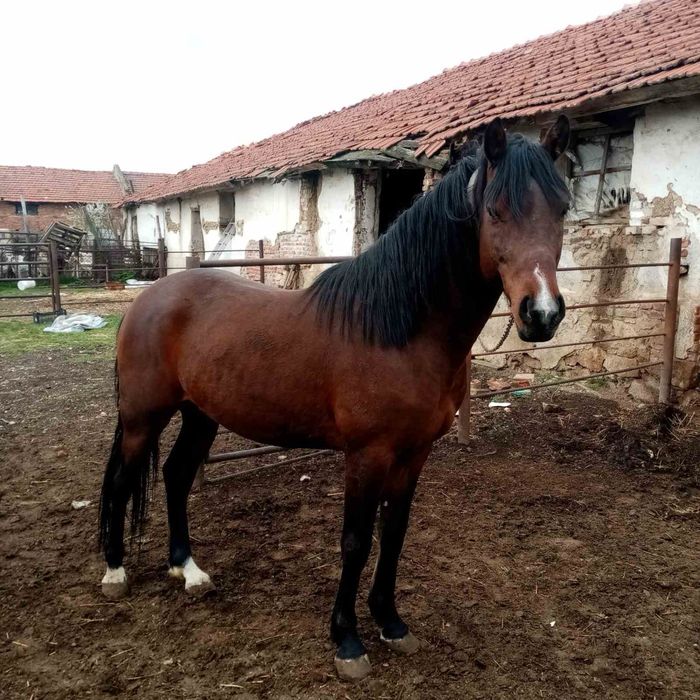 Продавам мъжки кон