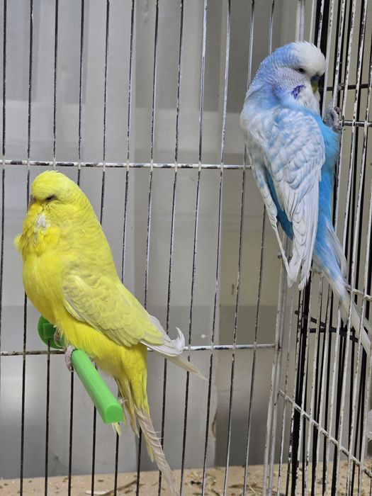 Андулка попугай нар мода