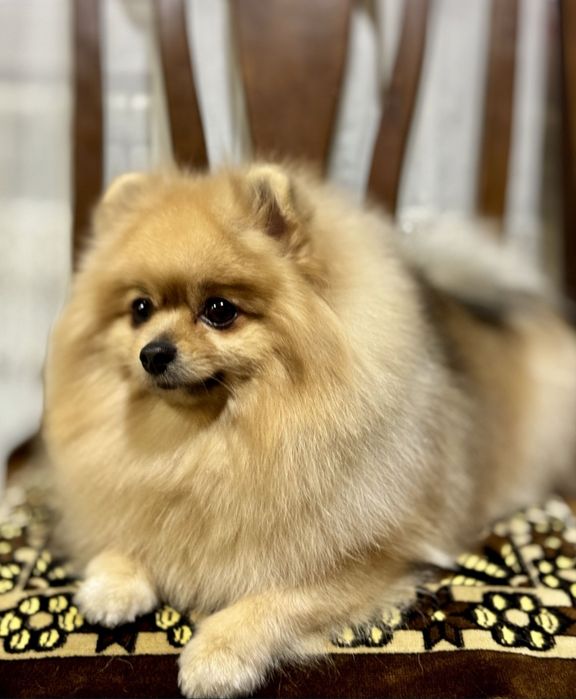 Продаётся Померанский Шпиц.