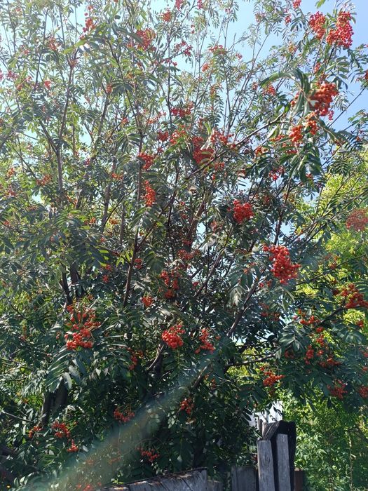 Дача в обществе природа.