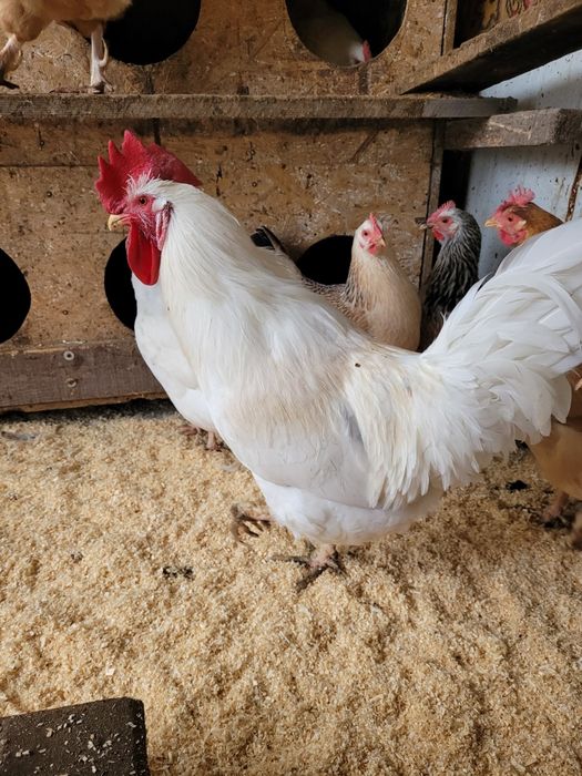 Продам домашних петухов. 5.000