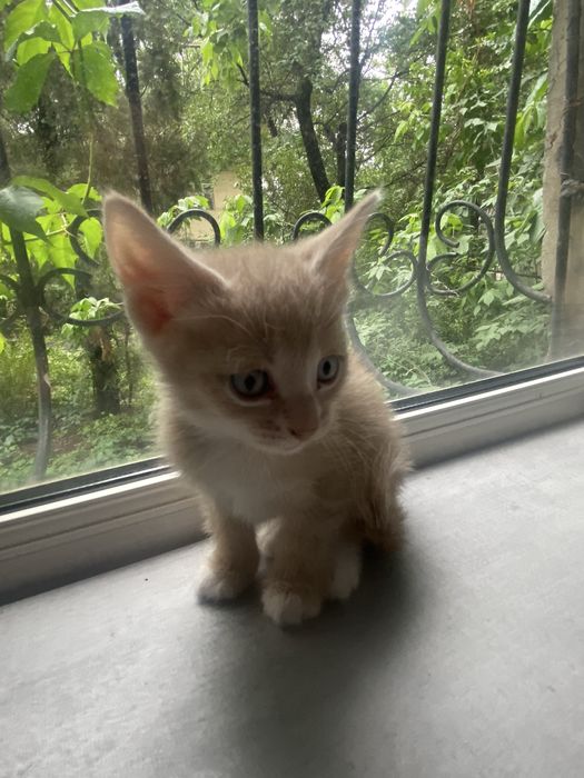 Котята 2 месячные срочно ищут дом