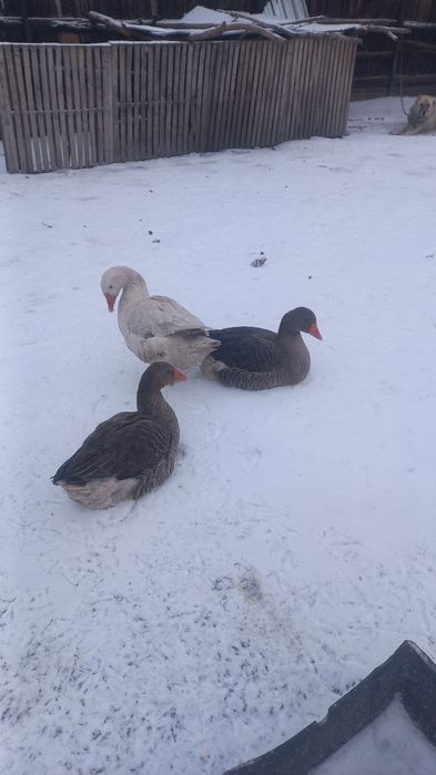 Продаются  гуси иутки