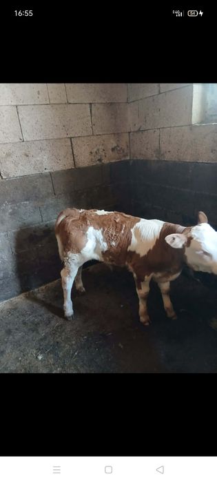 Vând vițel mai multe detalii la telefon