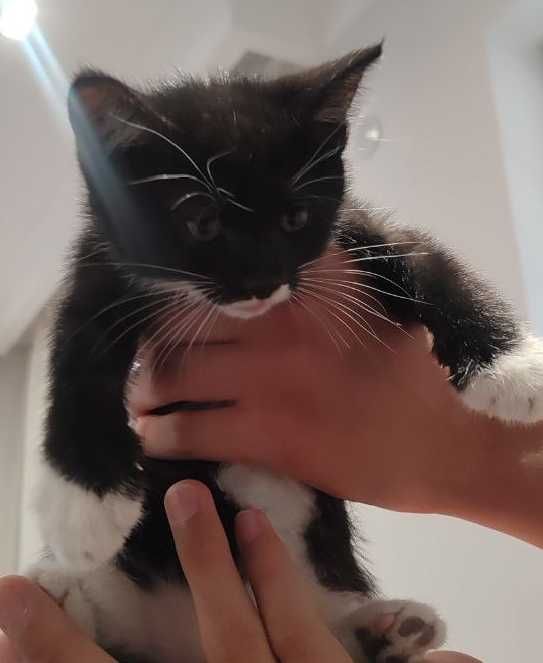 Отдадим бесплатно котят в добрые руки